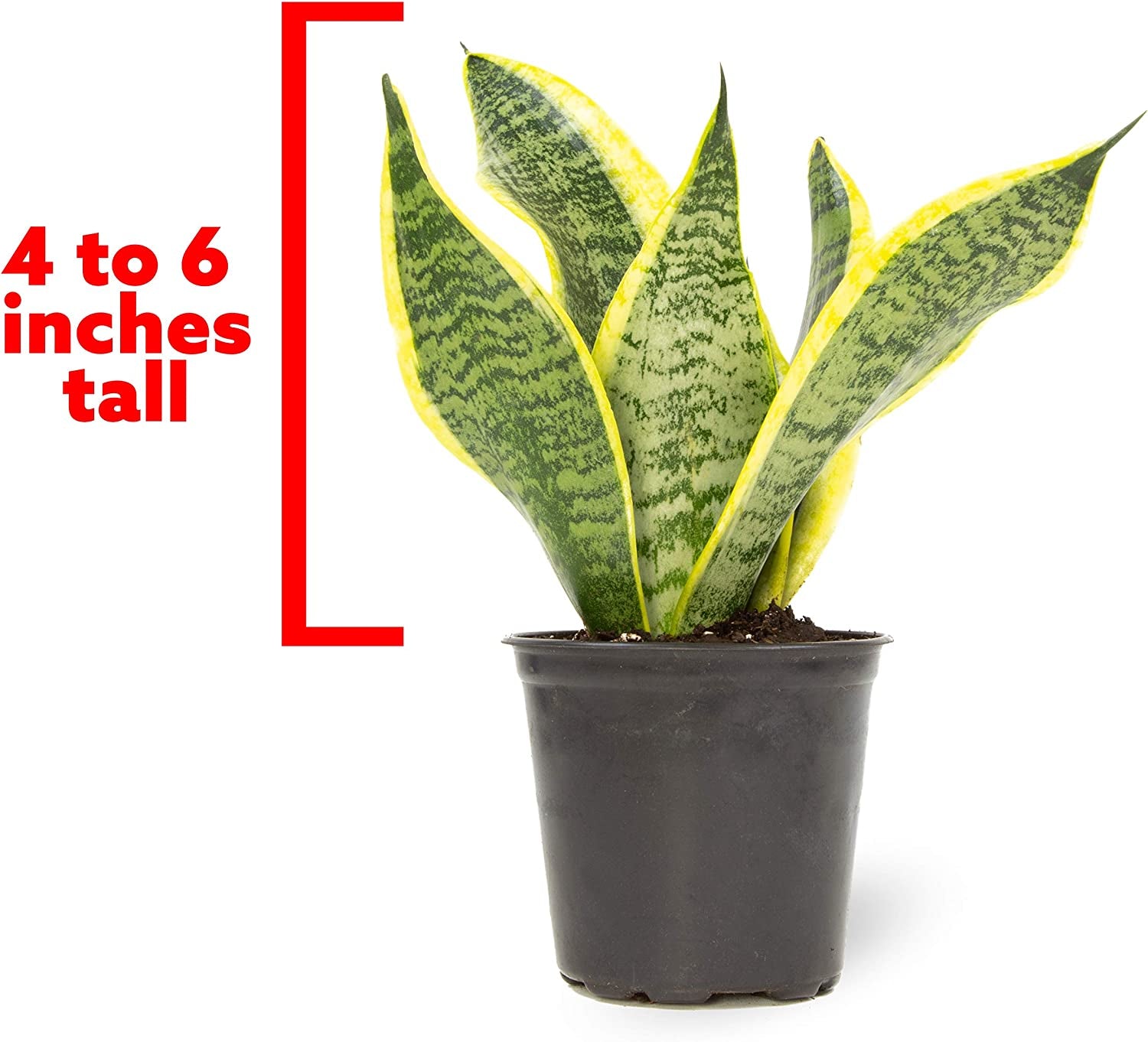 Live Snake Plant (Sansevieria Trifasciata ‘Superba’) – Fully Rooted Indoor Houseplant in Pot | Low-Maintenance, Air-Purifying Succulent | Mother-in-Law’s Tongue