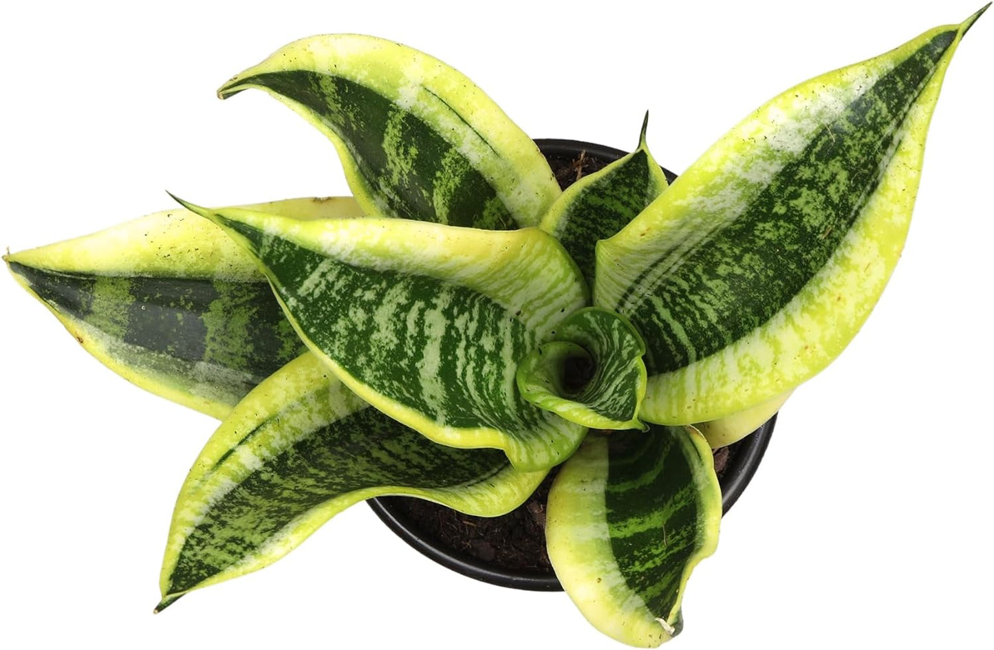 Live Snake Plant (Sansevieria Trifasciata ‘Superba’) – Fully Rooted Indoor Houseplant in Pot | Low-Maintenance, Air-Purifying Succulent | Mother-in-Law’s Tongue