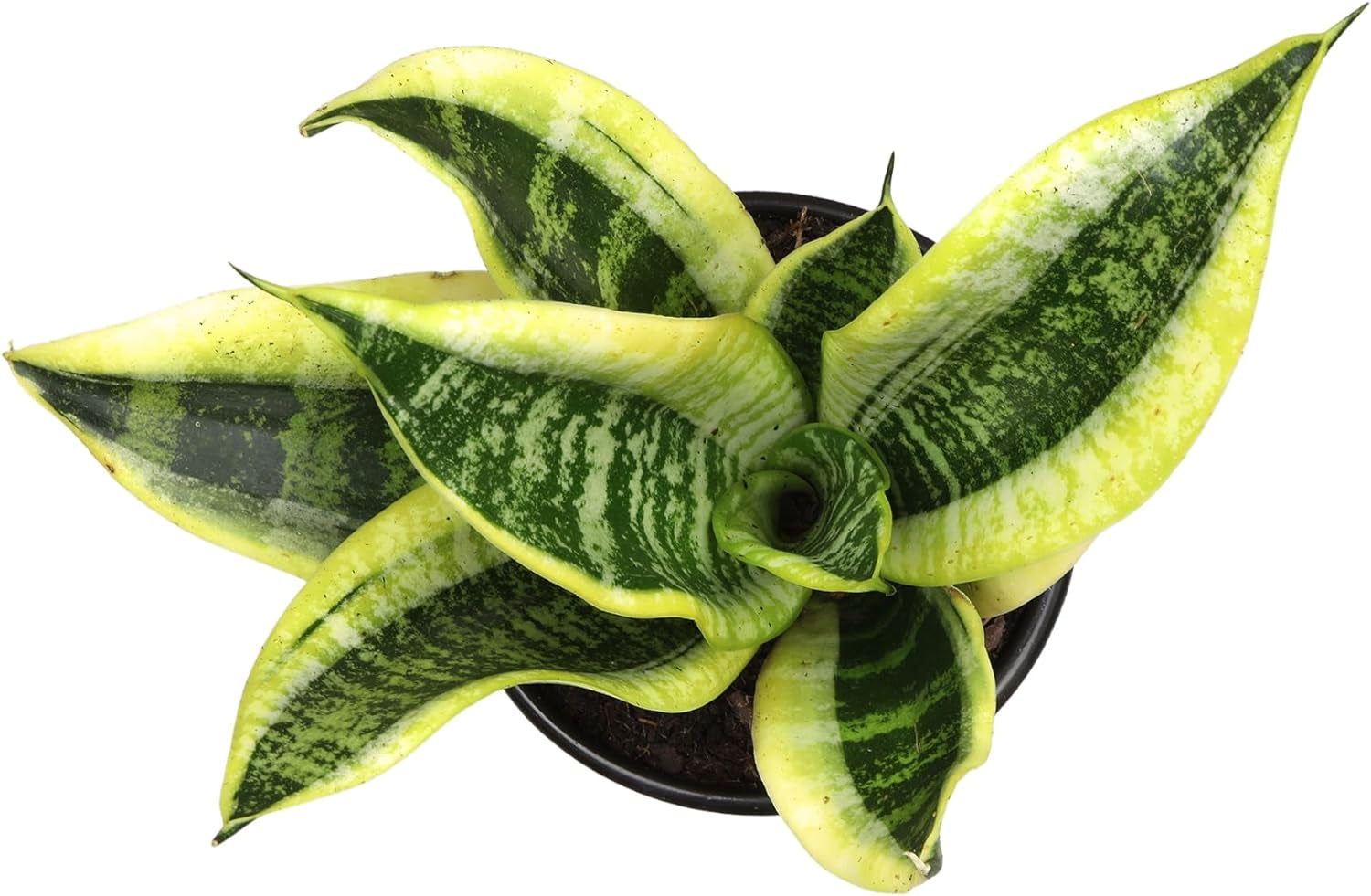 Live Snake Plant (Sansevieria Trifasciata ‘Superba’) – Fully Rooted Indoor Houseplant in Pot | Low-Maintenance, Air-Purifying Succulent | Mother-in-Law’s Tongue