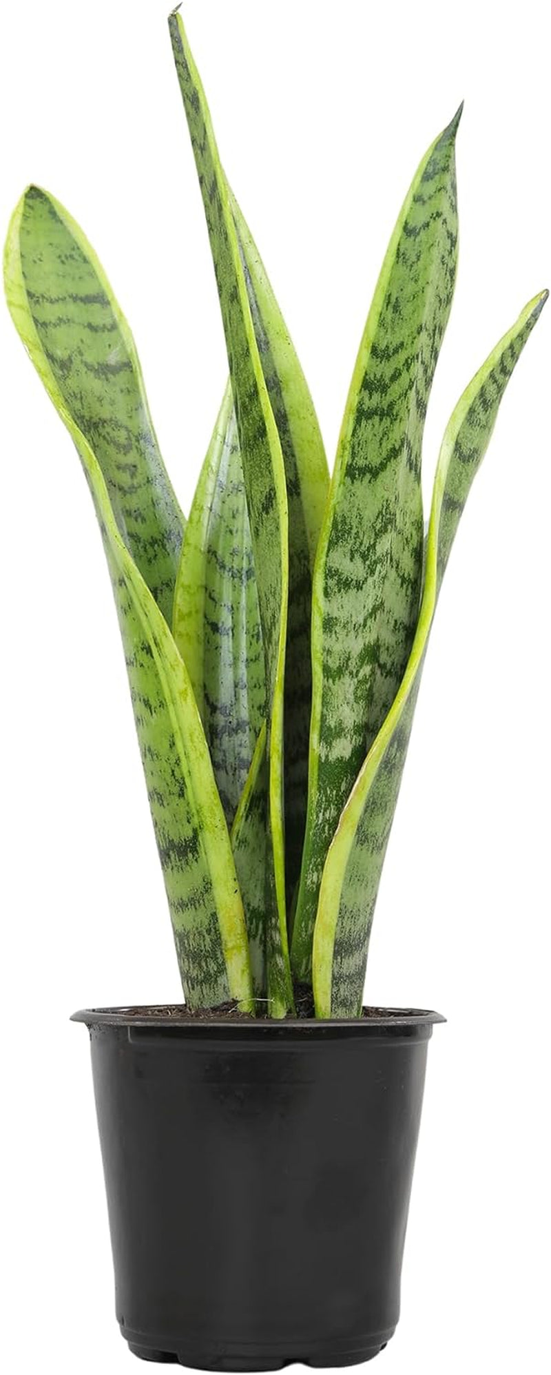 Live Snake Plant (Sansevieria Trifasciata ‘Superba’) – Fully Rooted Indoor Houseplant in Pot | Low-Maintenance, Air-Purifying Succulent | Mother-in-Law’s Tongue