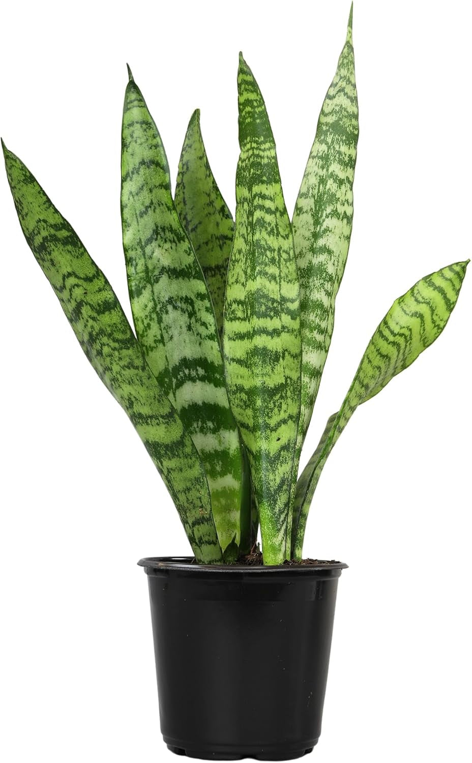 Live Snake Plant (Sansevieria Trifasciata ‘Superba’) – Fully Rooted Indoor Houseplant in Pot | Low-Maintenance, Air-Purifying Succulent | Mother-in-Law’s Tongue