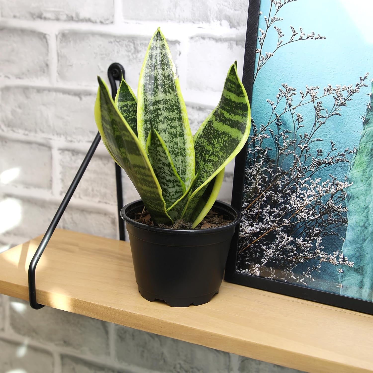 Live Snake Plant (Sansevieria Trifasciata ‘Superba’) – Fully Rooted Indoor Houseplant in Pot | Low-Maintenance, Air-Purifying Succulent | Mother-in-Law’s Tongue