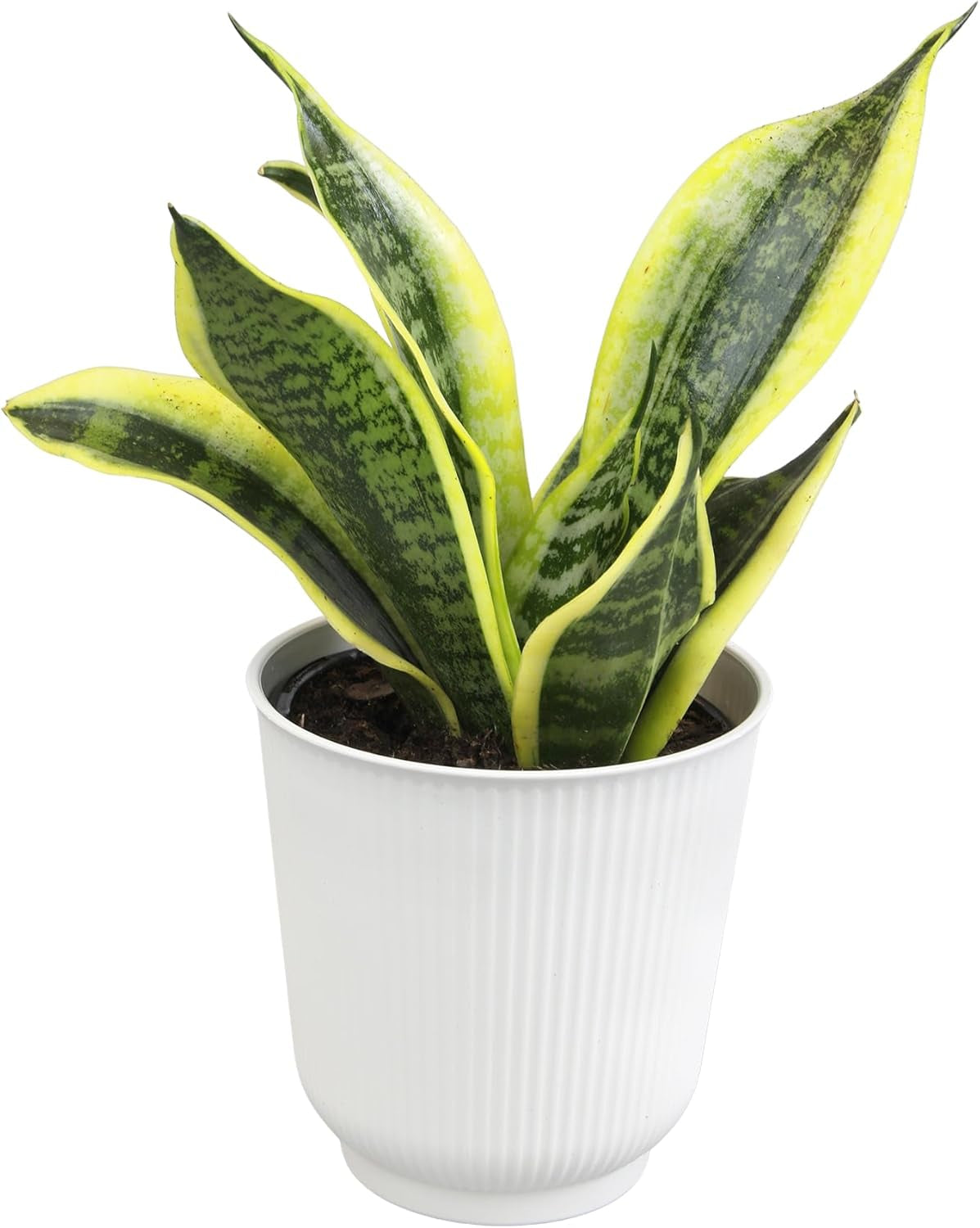 Live Snake Plant (Sansevieria Trifasciata ‘Superba’) – Fully Rooted Indoor Houseplant in Pot | Low-Maintenance, Air-Purifying Succulent | Mother-in-Law’s Tongue