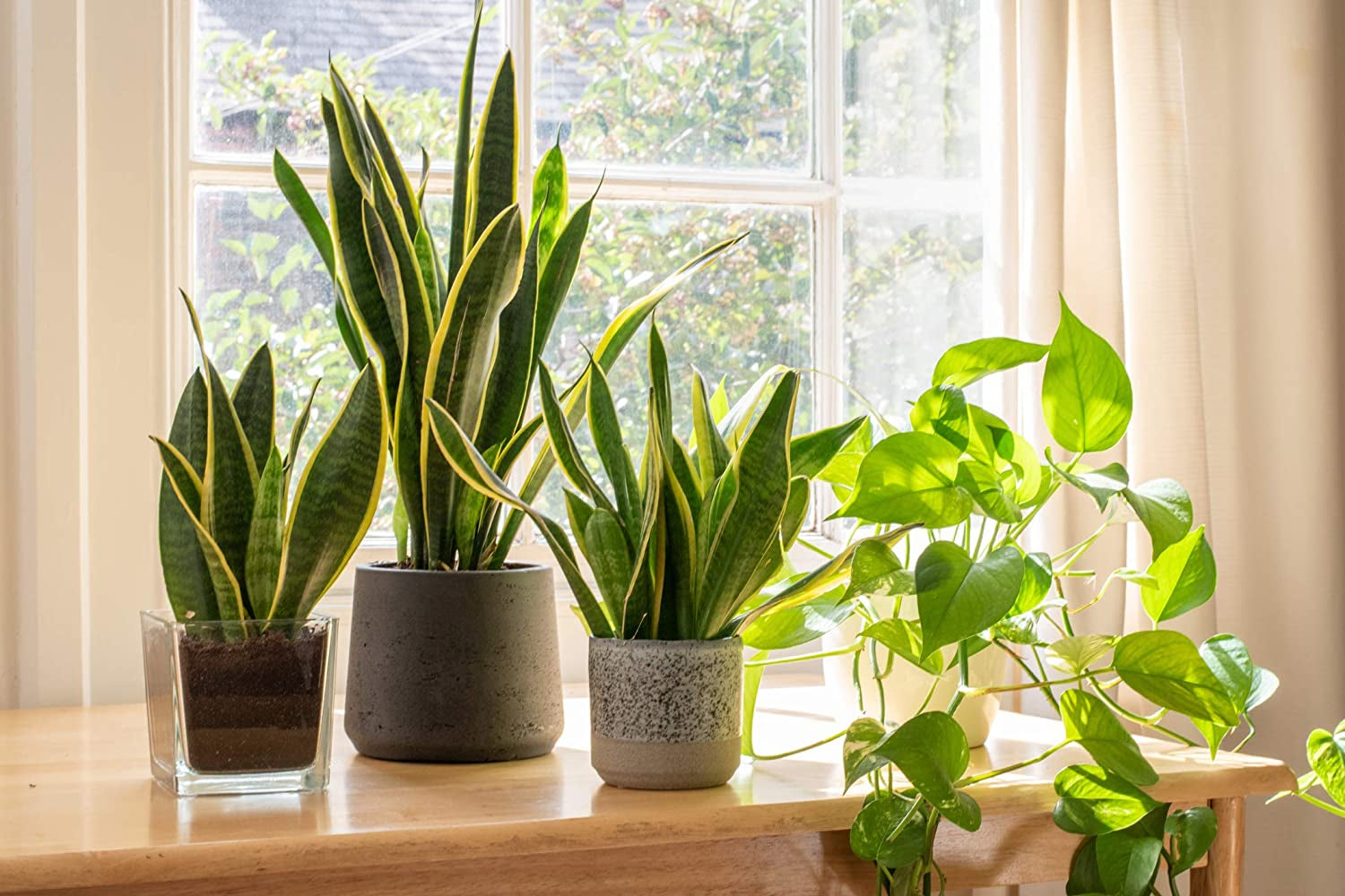 Live Snake Plant (Sansevieria Trifasciata ‘Superba’) – Fully Rooted Indoor Houseplant in Pot | Low-Maintenance, Air-Purifying Succulent | Mother-in-Law’s Tongue