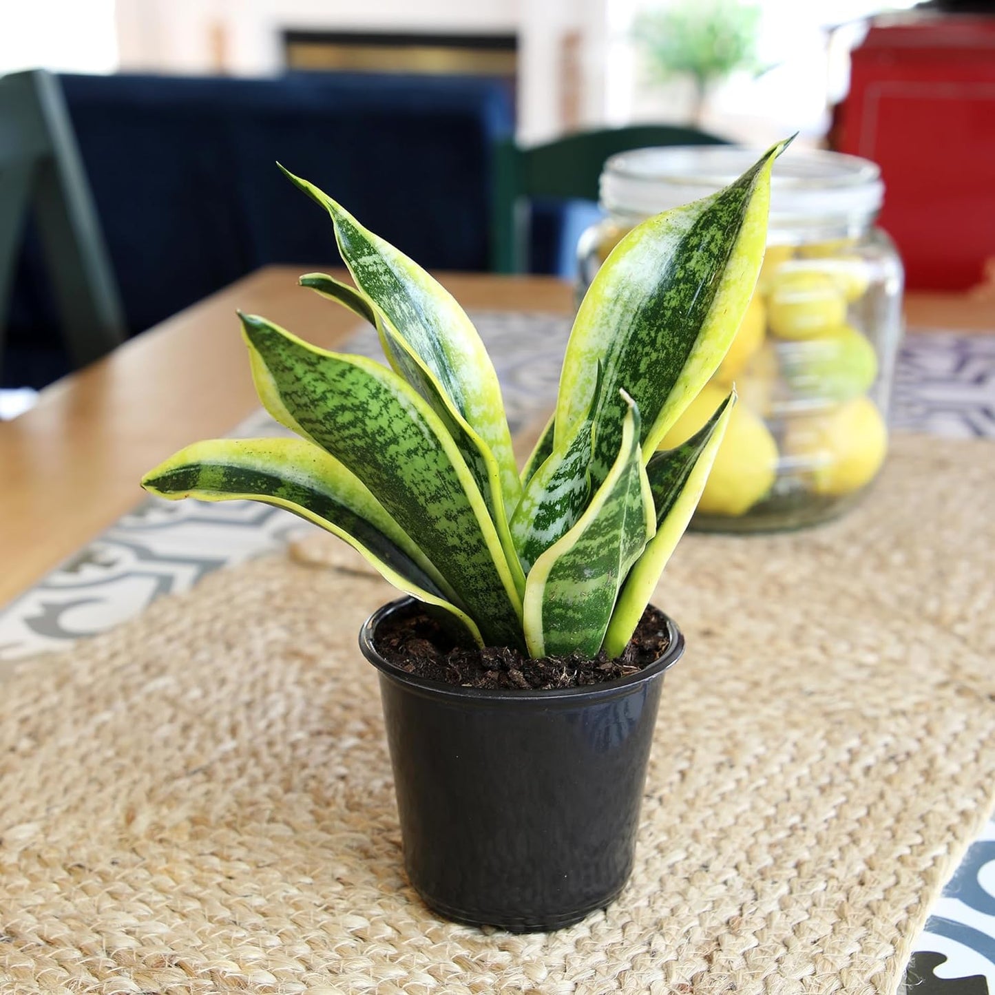 Live Snake Plant (Sansevieria Trifasciata ‘Superba’) – Fully Rooted Indoor Houseplant in Pot | Low-Maintenance, Air-Purifying Succulent | Mother-in-Law’s Tongue