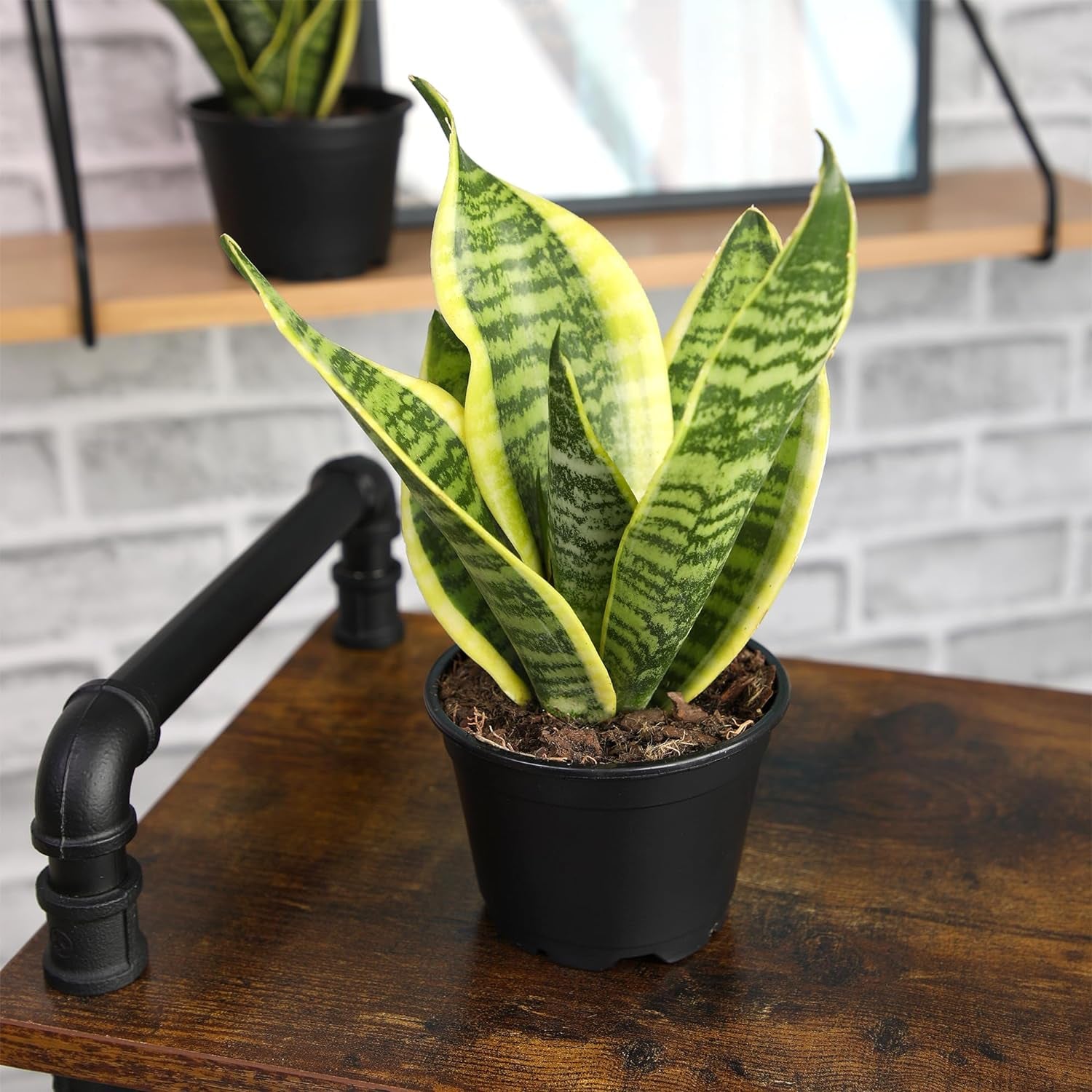 Live Snake Plant (Sansevieria Trifasciata ‘Superba’) – Fully Rooted Indoor Houseplant in Pot | Low-Maintenance, Air-Purifying Succulent | Mother-in-Law’s Tongue