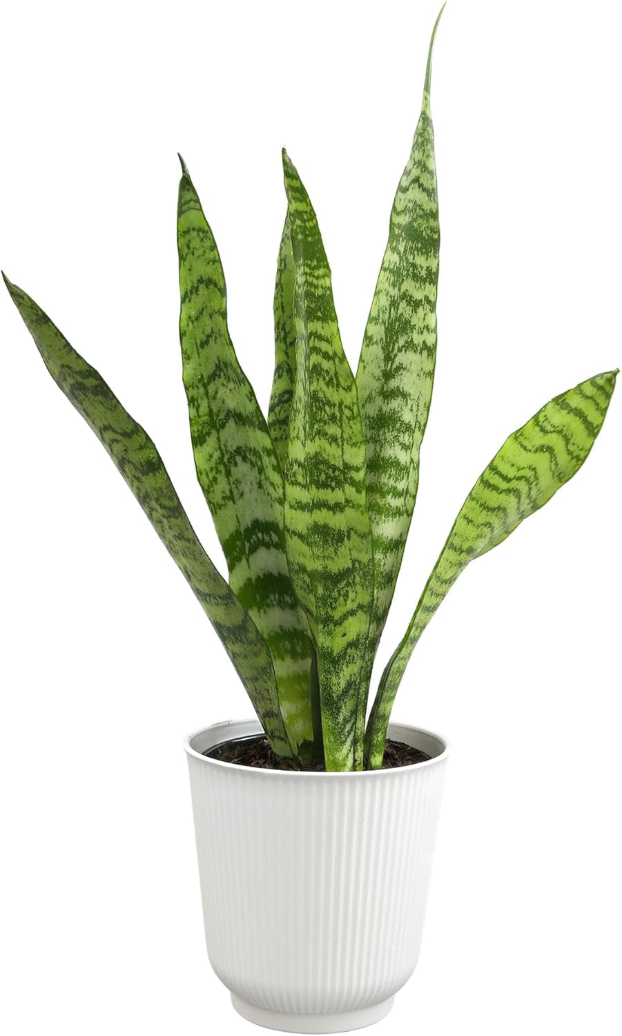 Live Snake Plant (Sansevieria Trifasciata ‘Superba’) – Fully Rooted Indoor Houseplant in Pot | Low-Maintenance, Air-Purifying Succulent | Mother-in-Law’s Tongue