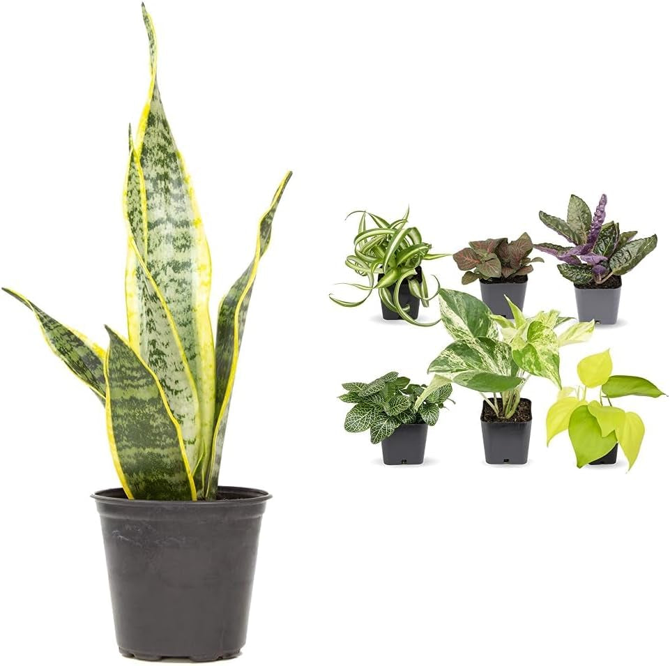 Live Snake Plant (Sansevieria Trifasciata ‘Superba’) – Fully Rooted Indoor Houseplant in Pot | Low-Maintenance, Air-Purifying Succulent | Mother-in-Law’s Tongue