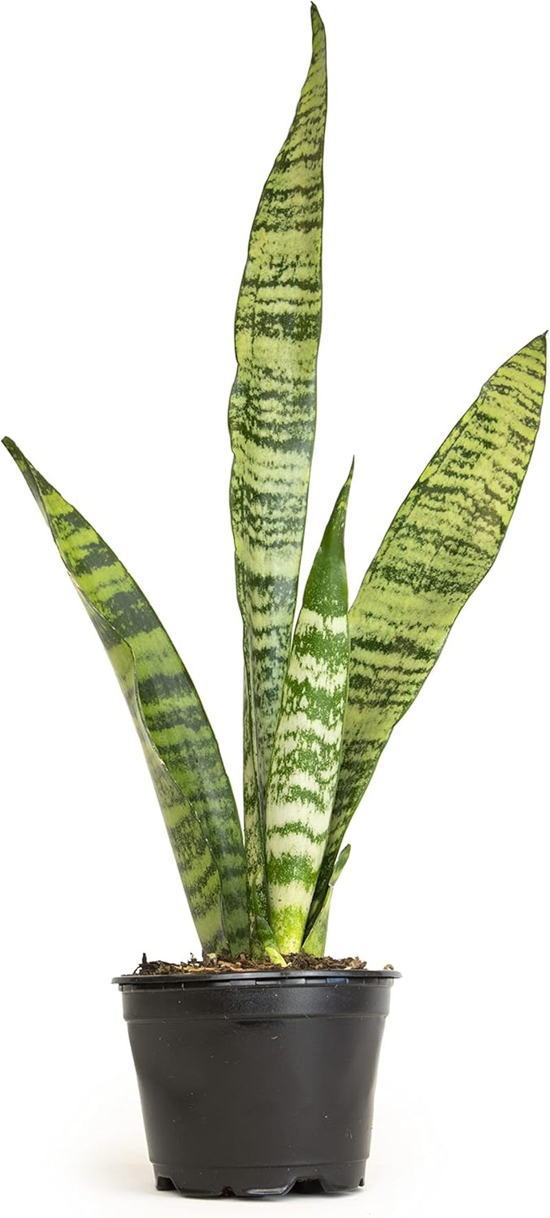 Live Snake Plant (Sansevieria Trifasciata ‘Superba’) – Fully Rooted Indoor Houseplant in Pot | Low-Maintenance, Air-Purifying Succulent | Mother-in-Law’s Tongue