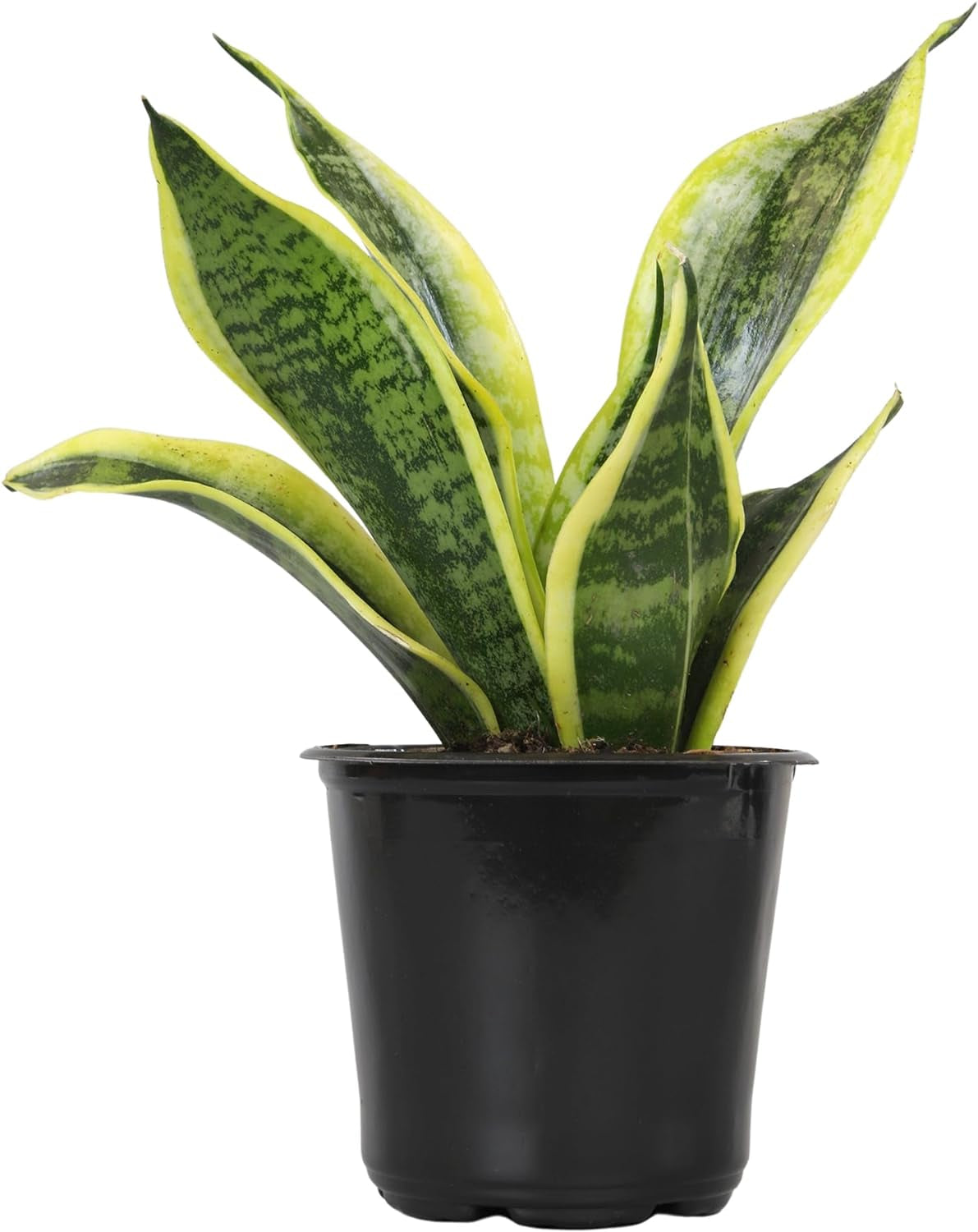 Live Snake Plant (Sansevieria Trifasciata ‘Superba’) – Fully Rooted Indoor Houseplant in Pot | Low-Maintenance, Air-Purifying Succulent | Mother-in-Law’s Tongue