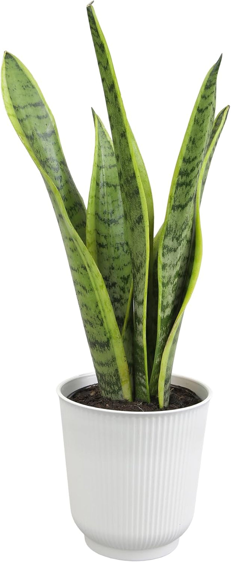 Live Snake Plant (Sansevieria Trifasciata ‘Superba’) – Fully Rooted Indoor Houseplant in Pot | Low-Maintenance, Air-Purifying Succulent | Mother-in-Law’s Tongue