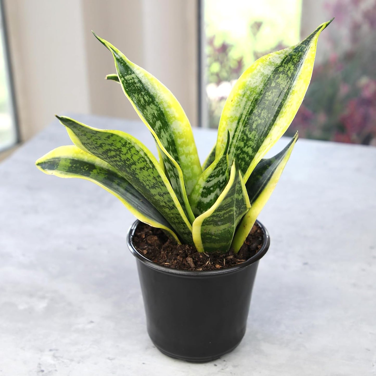 Live Snake Plant (Sansevieria Trifasciata ‘Superba’) – Fully Rooted Indoor Houseplant in Pot | Low-Maintenance, Air-Purifying Succulent | Mother-in-Law’s Tongue