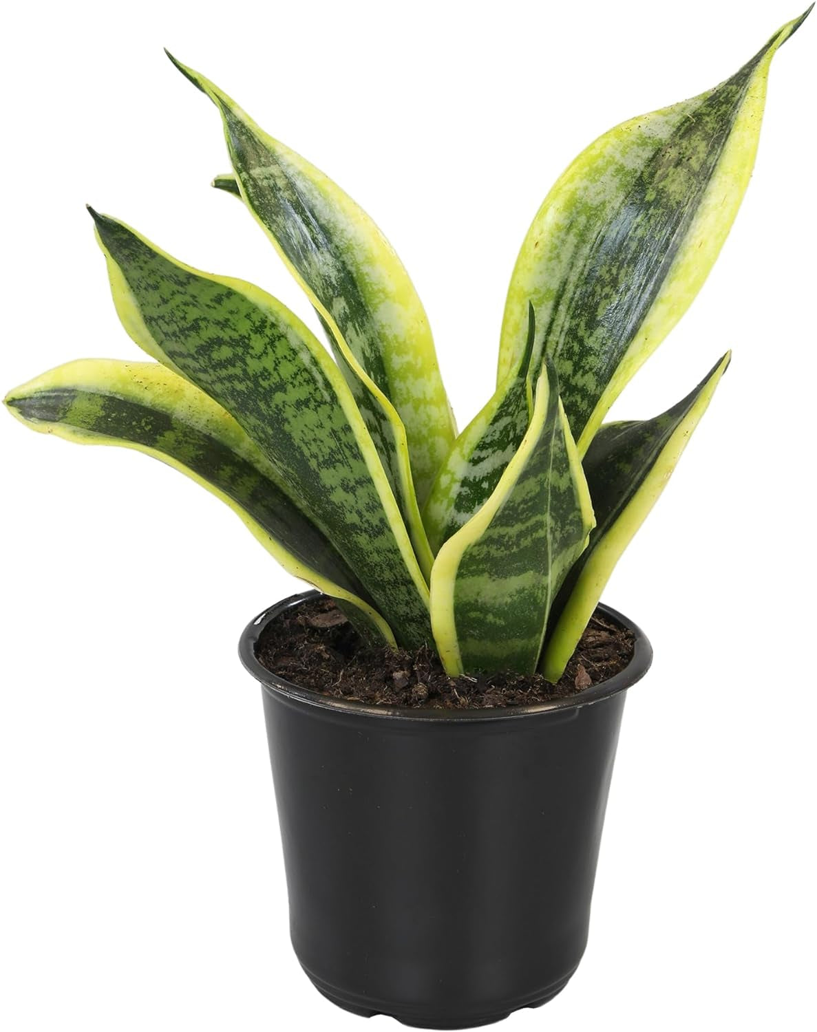 Live Snake Plant (Sansevieria Trifasciata ‘Superba’) – Fully Rooted Indoor Houseplant in Pot | Low-Maintenance, Air-Purifying Succulent | Mother-in-Law’s Tongue