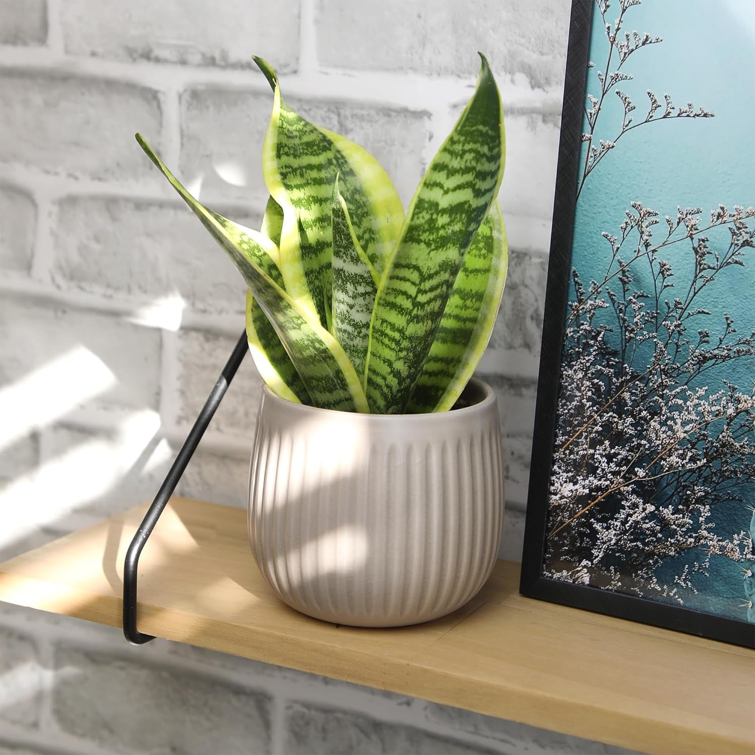 Live Snake Plant (Sansevieria Trifasciata ‘Superba’) – Fully Rooted Indoor Houseplant in Pot | Low-Maintenance, Air-Purifying Succulent | Mother-in-Law’s Tongue