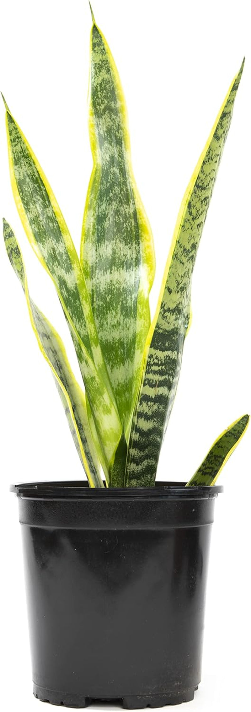 Live Snake Plant (Sansevieria Trifasciata ‘Superba’) – Fully Rooted Indoor Houseplant in Pot | Low-Maintenance, Air-Purifying Succulent | Mother-in-Law’s Tongue